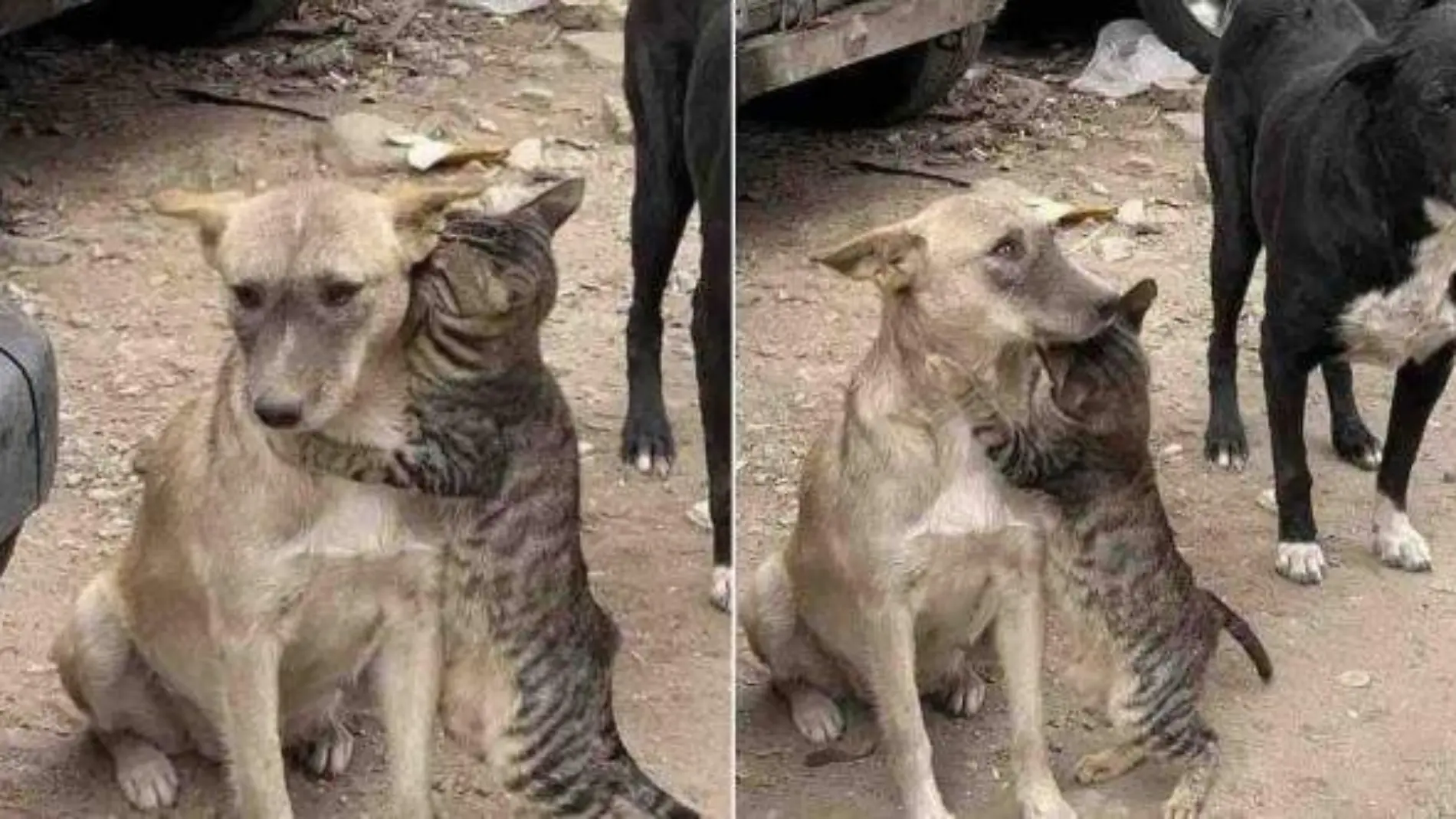 Gato abraza a un perro al ser rescatados en Siria y la conmovedora foto se volvió viral